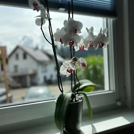 Apartment In Alpirsbach