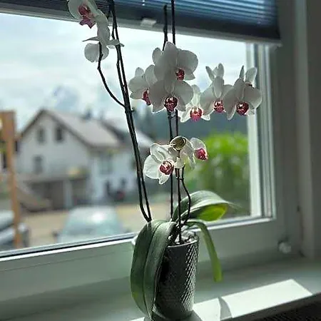 In Appartement